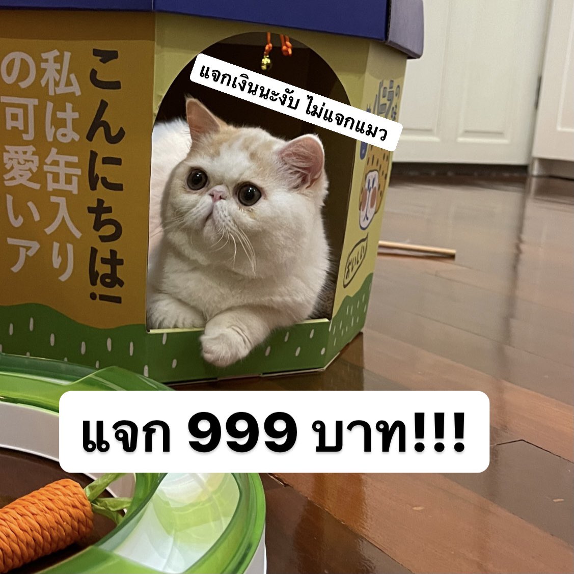 9.9 นี้ #แจก ตัง 999.- นะค้าบบบ

🥕 รี ฟอล
🥕 ประกาศพนเลย