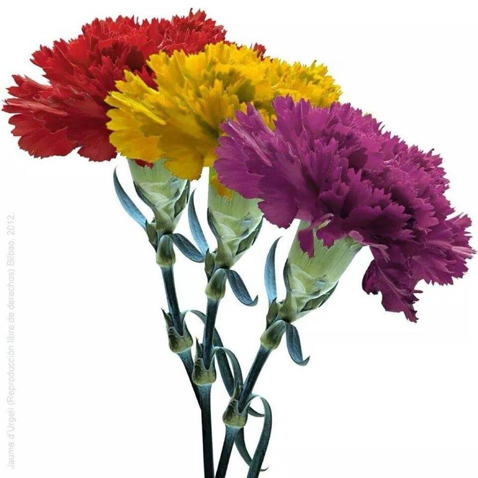 En recuerdo de Francisco Jover Pascual, "el primer republicano del pueblo", como se definía y al que homenajeamos el 14 de abril de 2020.
❤️💛💜
Izan direlako gara, eta garelako izango dira
Porque fueron somos, porque somos serán