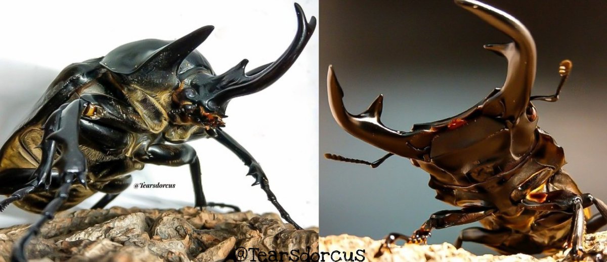 紅玉撫子 懐かしい組み合わせ ゲームでラスボスとして苦しめられ カード欲しさに何度もプレイしても結局来ず T T 因みにアクティオンゾウカブトはテニスボール並みに重く 突進で窓ガラスや電球をブチ割るという冗談みたいな能力の持ち主なのですよね