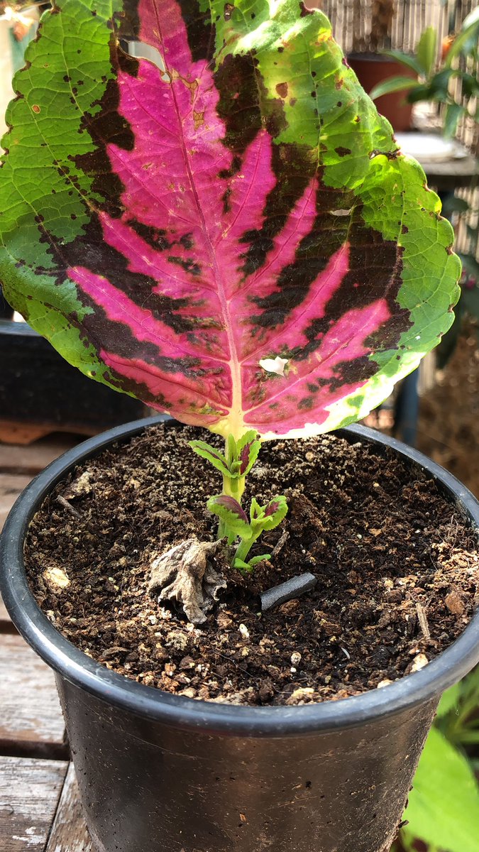 lizcastro's tweet photo. Si en vols esqueixos, espera uns dies i agafa’n d’aquest eskocell mateix… DEIXANT la planta mare; els coleus s’arrelen súper facilment i de fet els va BÉ que els podis (amb cura o tranquil·litat). Aquí n’hi ha un que he fet d’una sola fulla, aviat el planto també a l’#eskocell. https://t.co/W200CvUvCs