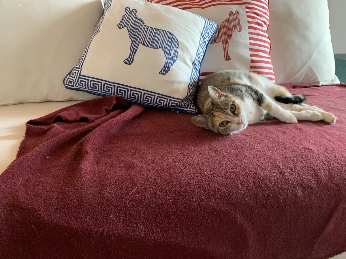 JeanSFleming's tweet photo. My cat boss is watching me.
#remotework #catoverlord https://t.co/exwkaII3Pz