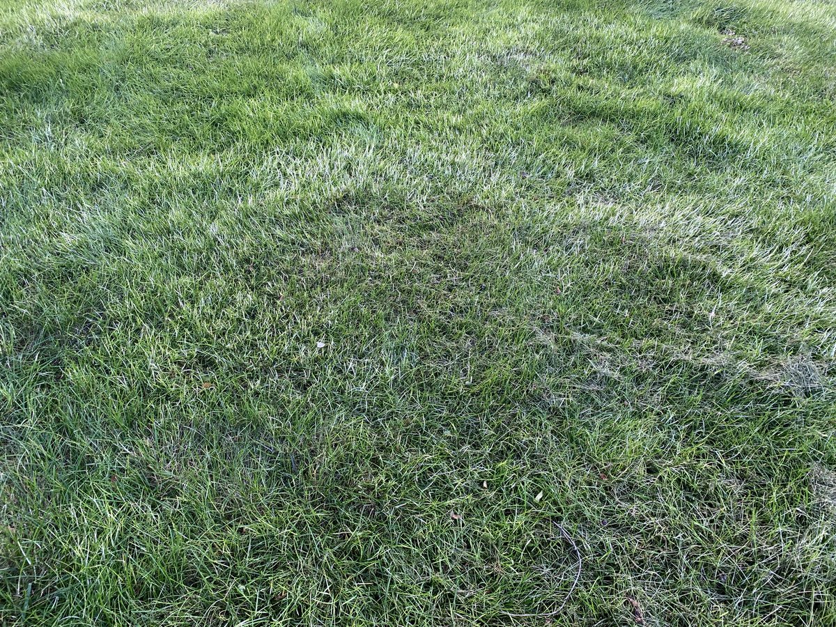 Turfintel's tweet image. There is just something about that Tenacity look that makes me happy.