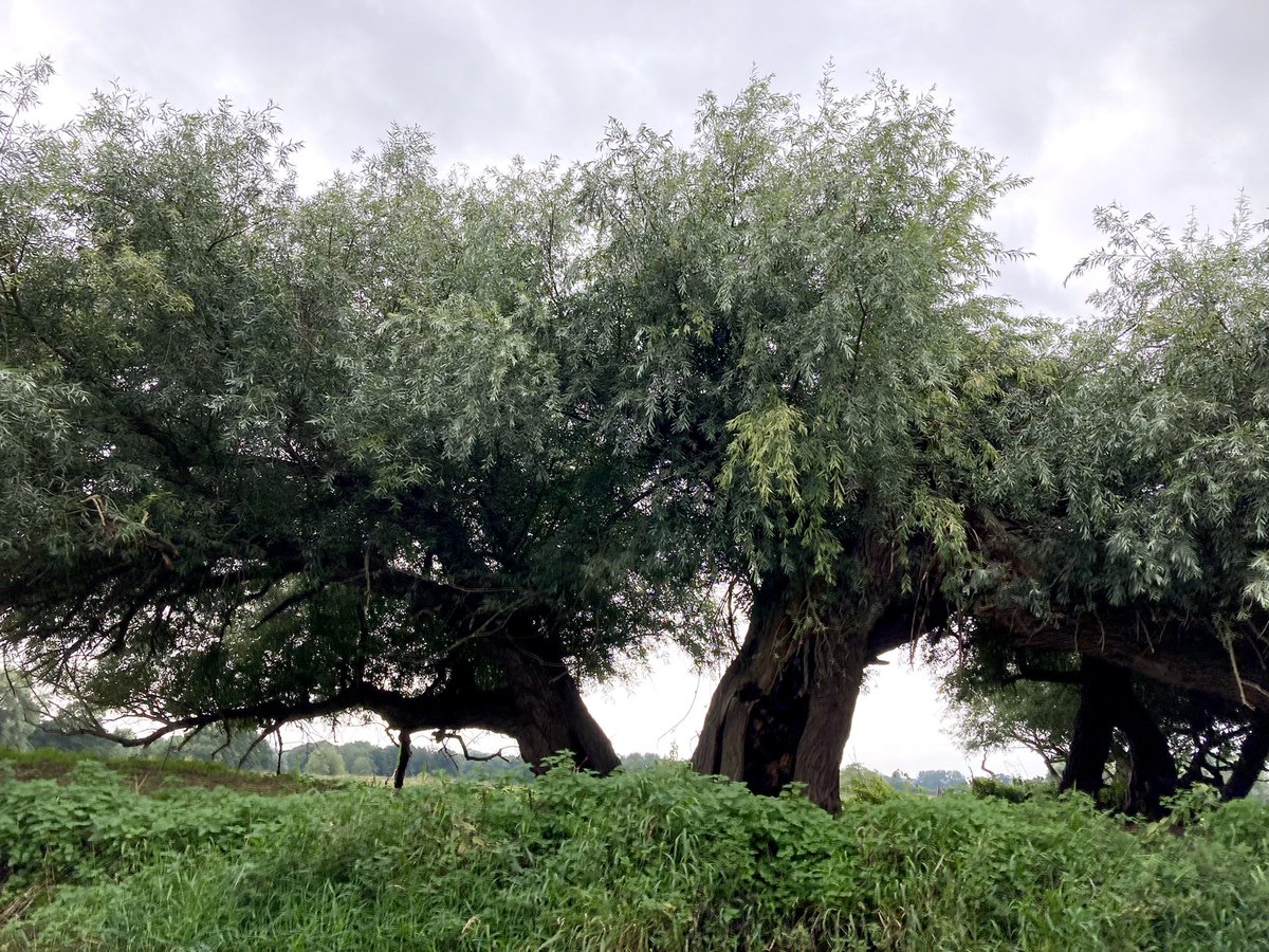 Pollard willows along a river bank are such a vivid reminder of centuries of unremembered famers’ labour in supporting the present with hope for a sustainable future. Here’s the story they tell… THREAD