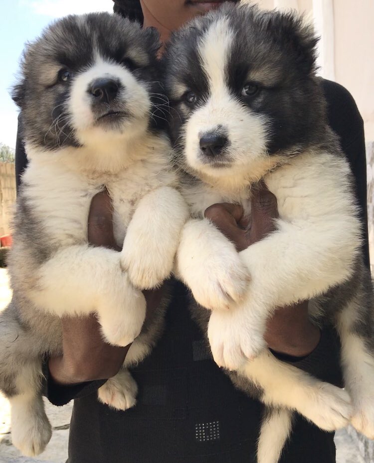 being_ade's tweet image. Awooof deal way no dey run belle❤️
Breed - Caucasian 
Sex - Males
Age - 6 weeks 
Vaccinated 
Price - 80k!!!
Location - Jos(Nationwide waybill)
Send a DM/WhatsApp 08096031515
Kindly RT so guys in need of deals like this don’t miss out❤️