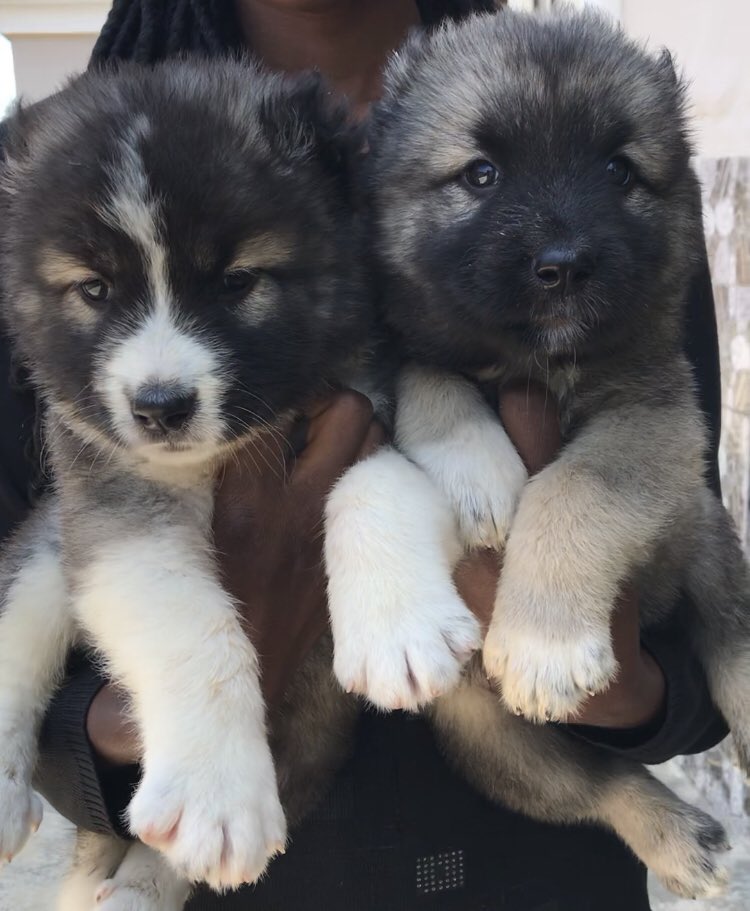 being_ade's tweet image. Awooof deal way no dey run belle❤️
Breed - Caucasian 
Sex - Males
Age - 6 weeks 
Vaccinated 
Price - 80k!!!
Location - Jos(Nationwide waybill)
Send a DM/WhatsApp 08096031515
Kindly RT so guys in need of deals like this don’t miss out❤️