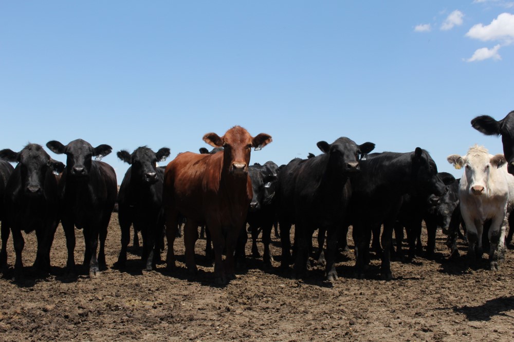 cattlefax's tweet photo. High-tech 'brand' to track cattle information >>> Blockapps and Genesis-Blockchain for Beef partner to tie data to animal from birth to harvest.
https://t.co/Pmkfn8kD6x
#ThoughtLeader #cattletracking #cattledata #blockchain #beef #traceability https://t.co/u5BQK39Kxj