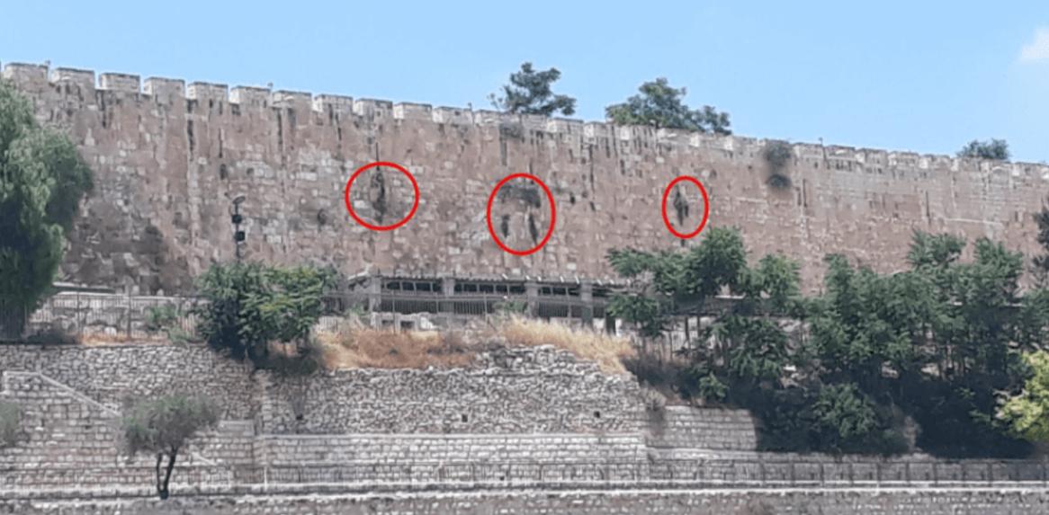 Vines have appeared on the walls of Jerusalem next to the Golden Gate or  the "Gates of Mercy" which spell out the name of God with letters “YHWH,”  in Hebrew consisting of