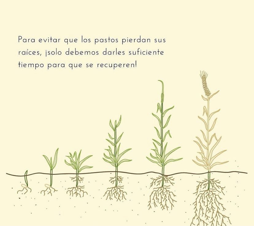 Ilustraciones a modo de ejemplo:
Son bases de por qué hay que darle tiempo suficiente a las plantas perennes para que se recuperen y sirve para entender por qué el Pastoreo Continuo o incluso el Pastoreo Rotativo las puede perjudicar haciendo… (🧵)