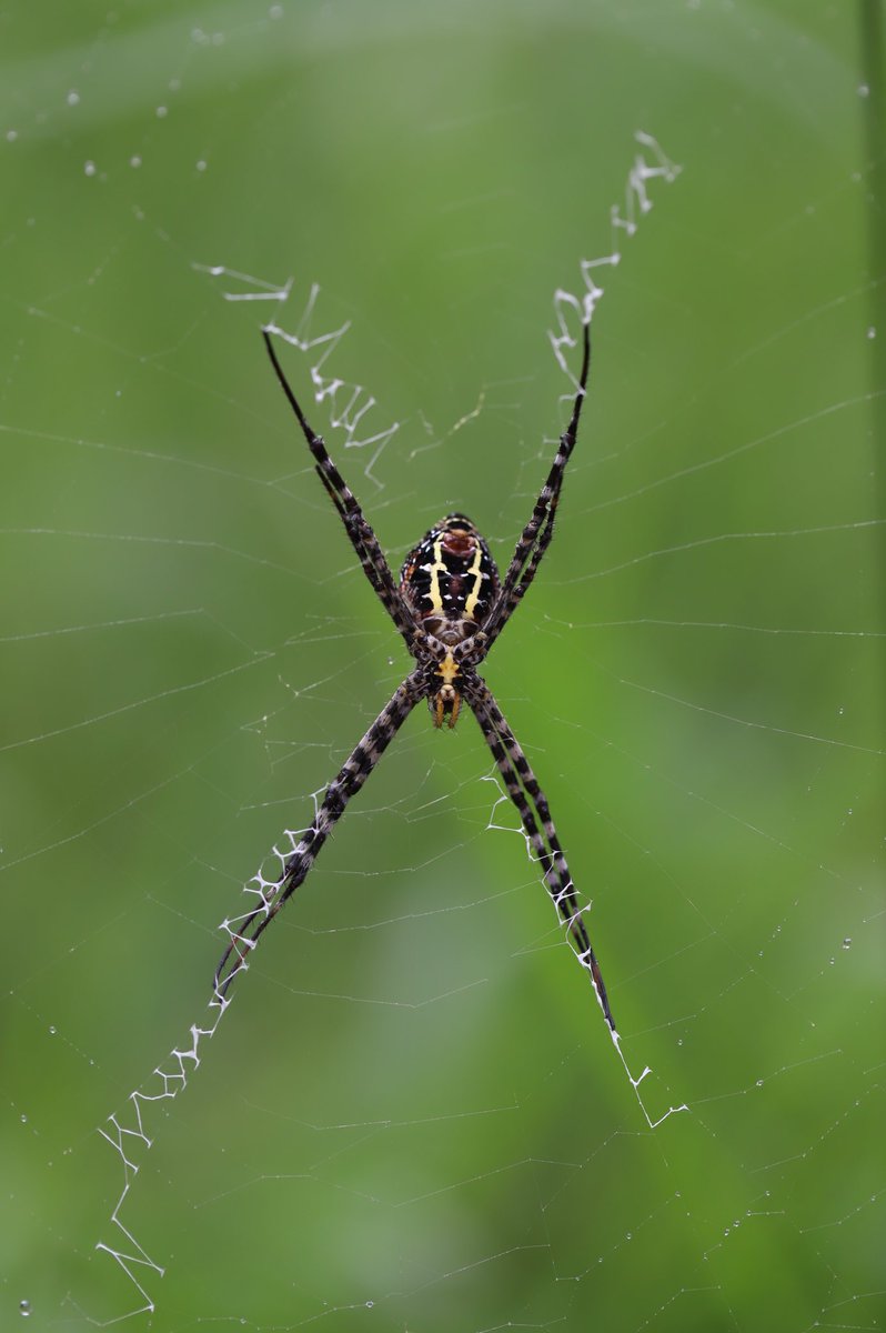 TheOnefreelance's tweet image. แมงมุม
#webspider