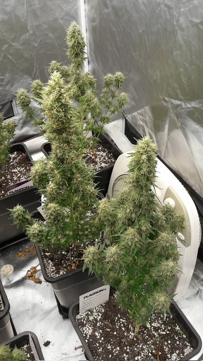 AdrycManellson's tweet photo. Weed Tarde Verde Mundo,
con #KaribeanMango @IntKannabia @Kannabia_Samen de mi Hada @INMAQ16,
#PureTent #RefPet bajo #ThePureLed480Pro @ThePureFactory_ by @DPlantasur #Sust #RoyalMix @PlagronAruba #SailingTheGreenSea #Natural en #AdrycsCove,
Os Deseamos, y,
Alegría a montón...🧚♂️😎 https://t.co/8WSIUq8mx2