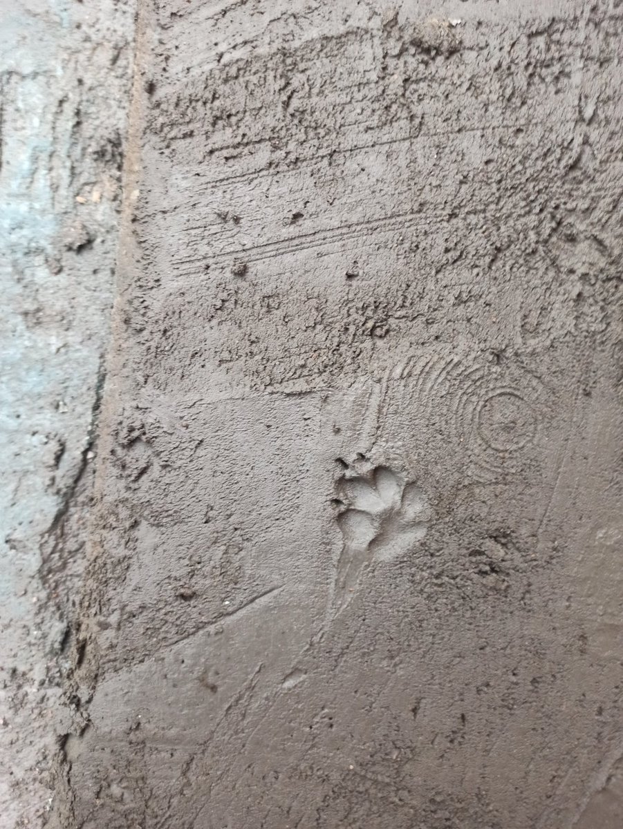 1000handsofMe's tweet image. Traces of life on concrete