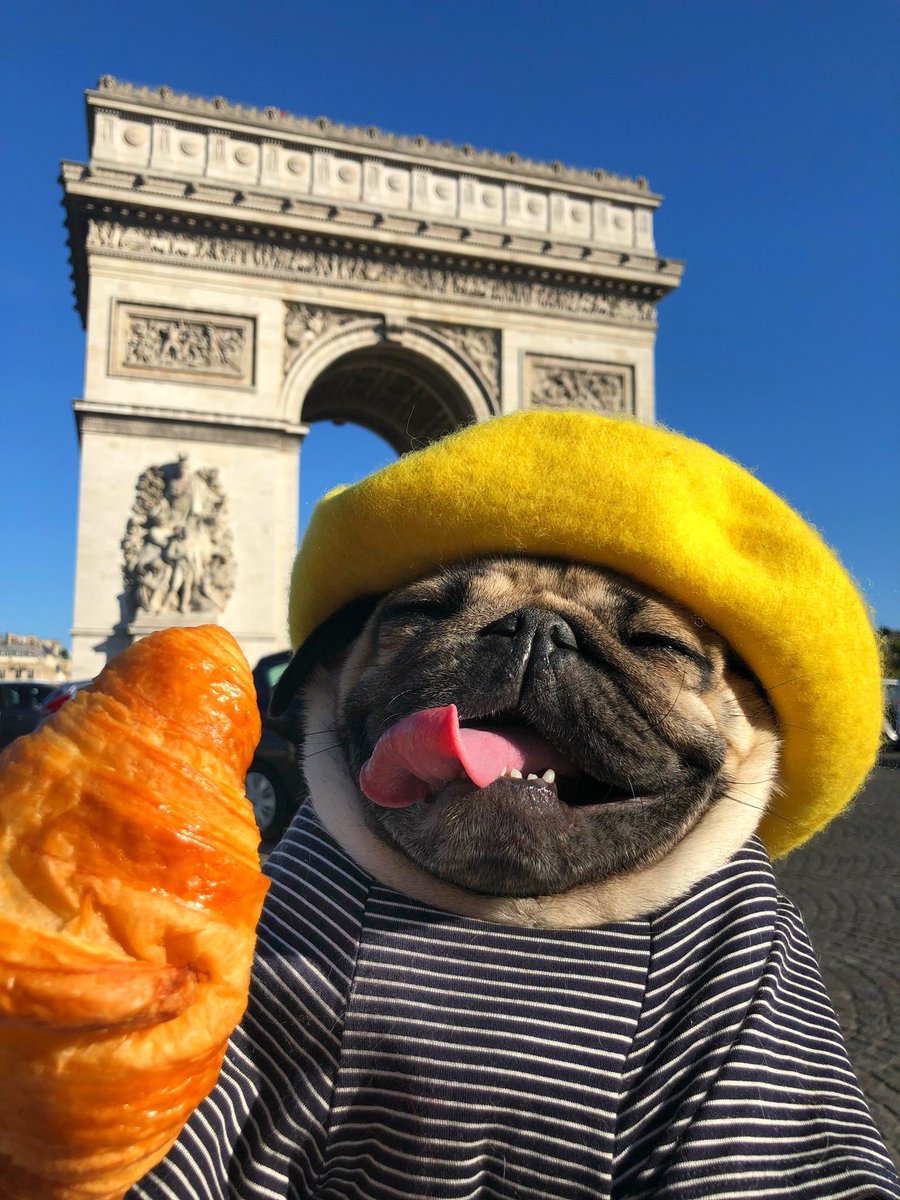 itsdougthepug tweet picture