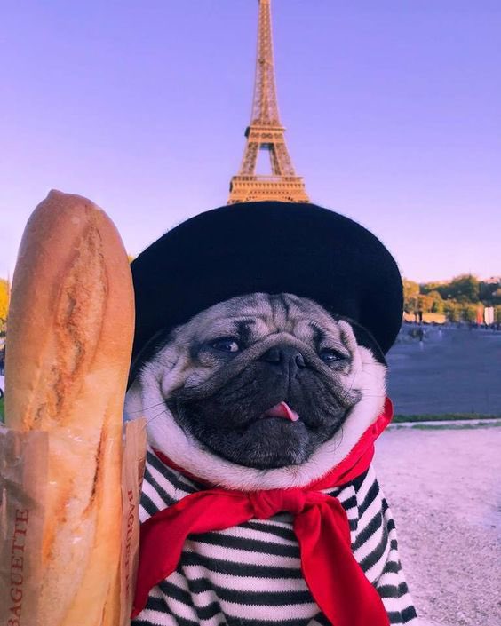 itsdougthepug tweet picture