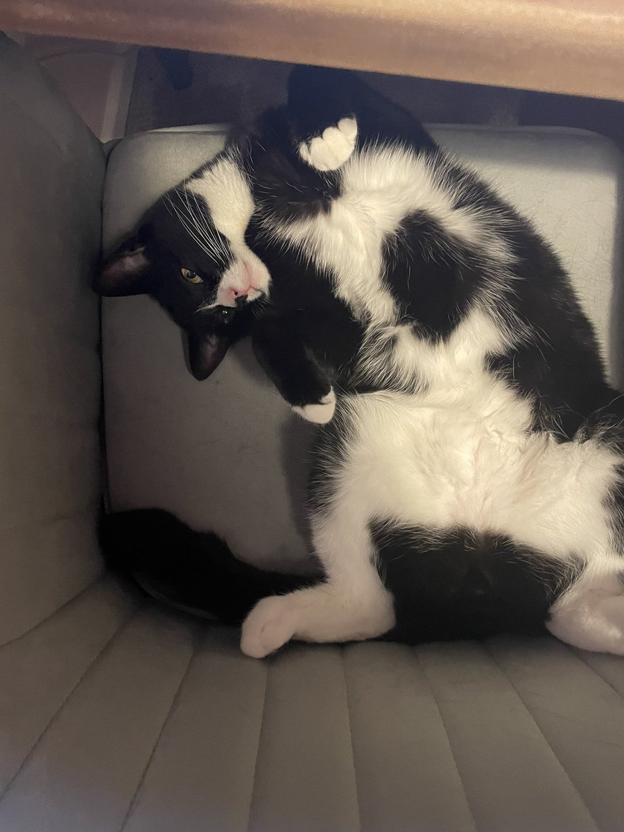 PoppyKLC's tweet image. Colleague performance review:

💤 naps on the job
🤓 lacks any marketing knowledge
😍 very loveable

#UKAgencyAwardsPets