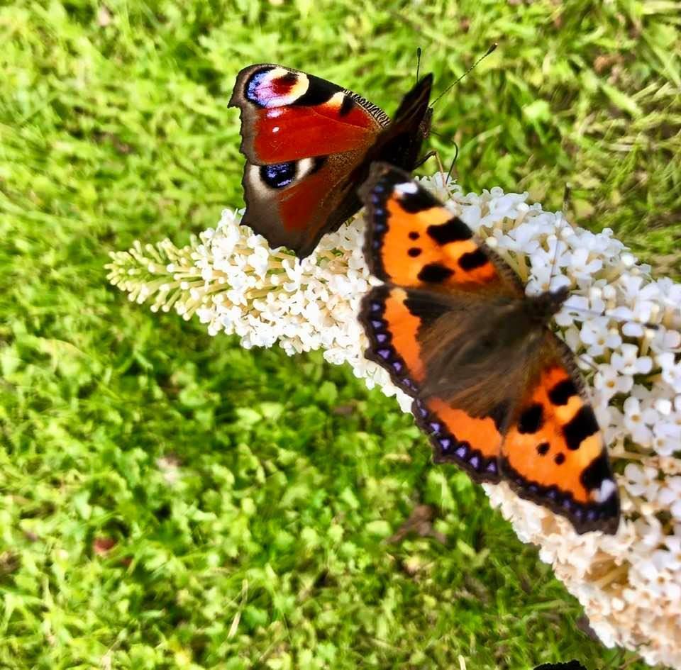 Beautiful Peacock and Small Tortoiseshell Butterflies on one of the new Buddleia bushes planted as nectar shrubs for butterflies and other species. 🌼 We are open Wed – Sun until end Sept, 10am - 4pm (last entry 3.30pm) | Closed Monday &amp; Tuesday |
