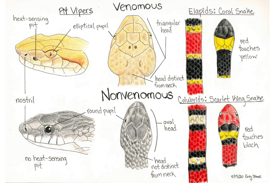 How to Tell if a Snake is Venomous