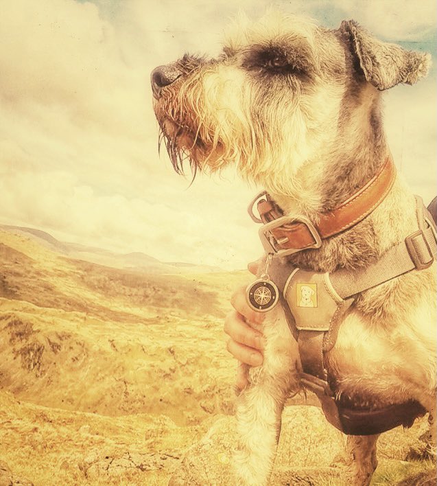 Lake District Fells 🇬🇧 tweet media