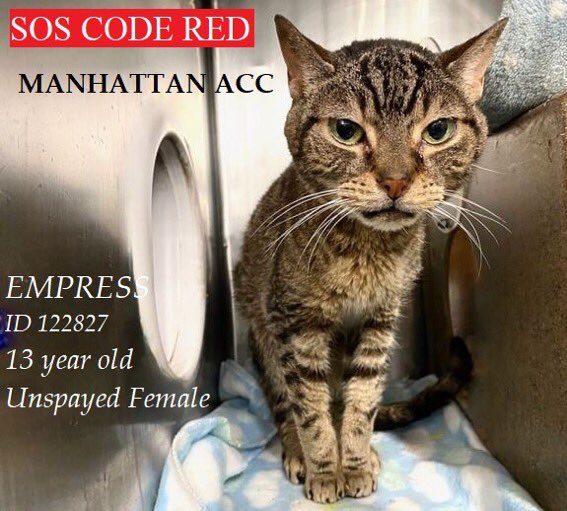 🆘CODE RED: EMERGENCY PLACEMENT🆘
PLEASE help save EMPRESS🤍
🚩2ND CHANCE🚩
Deadline: 12:00EST *TODAY* THURSDAY 9/9⏰
#RT #ADOPT #FOSTER #PLEDGE #NETWORK✔️
#NYC #cats #TeamKittySOS 
RT<a href="/sachikoko/">Renee' Martin</a>