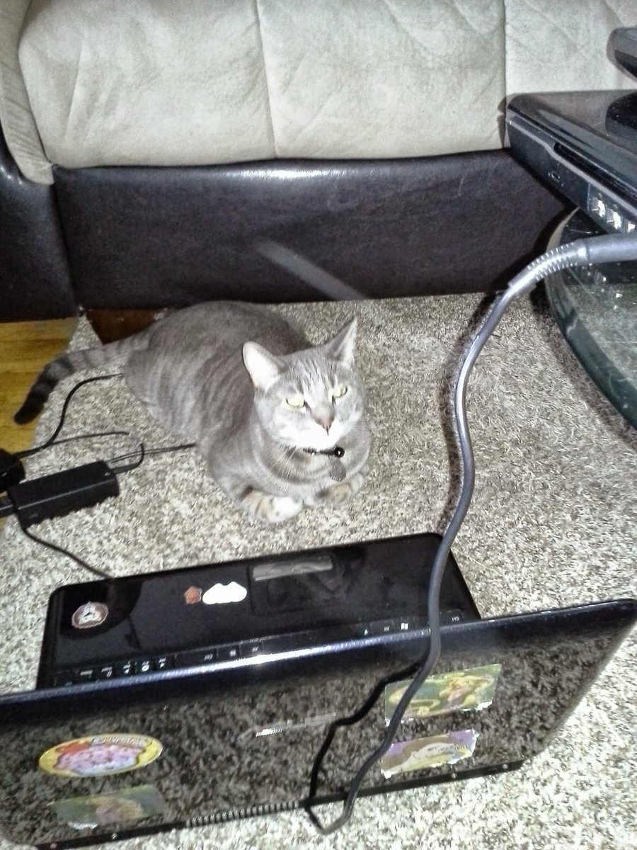 SmokeyDLee1's tweet photo. Puter 💻 Cat #ThrowbackThursday #CatTechSupport #CatsOfTwitter #TabbyTroop #cats #laptop #hp https://t.co/63KghzF9Nc