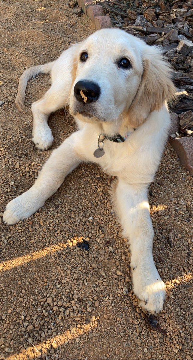 whoaitsmel's tweet photo. @thotsofdoglol Would like to get started while she’s young! https://t.co/cZ2IGseeNf
