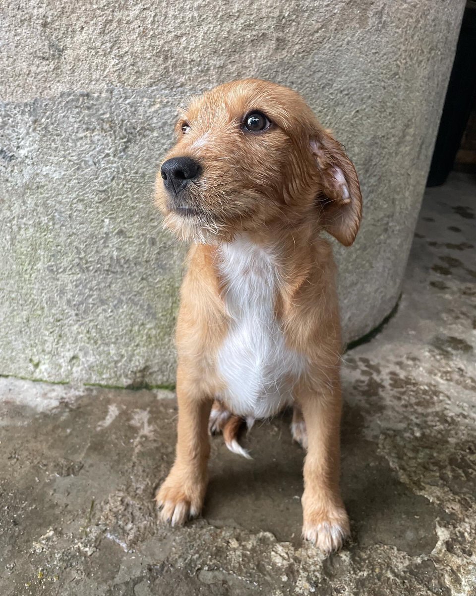 ranimal_ohana's tweet photo. Zeus no entiende nada… 

Sigue sin una familia, se ha quedado solito y estos días de lluvia están siendo muy duros para él…

Le han subido la estimación de peso de adulto y pesará entre 15/20kg lo que dificulta todavía más su adopción. https://t.co/CyLfm1yYXj