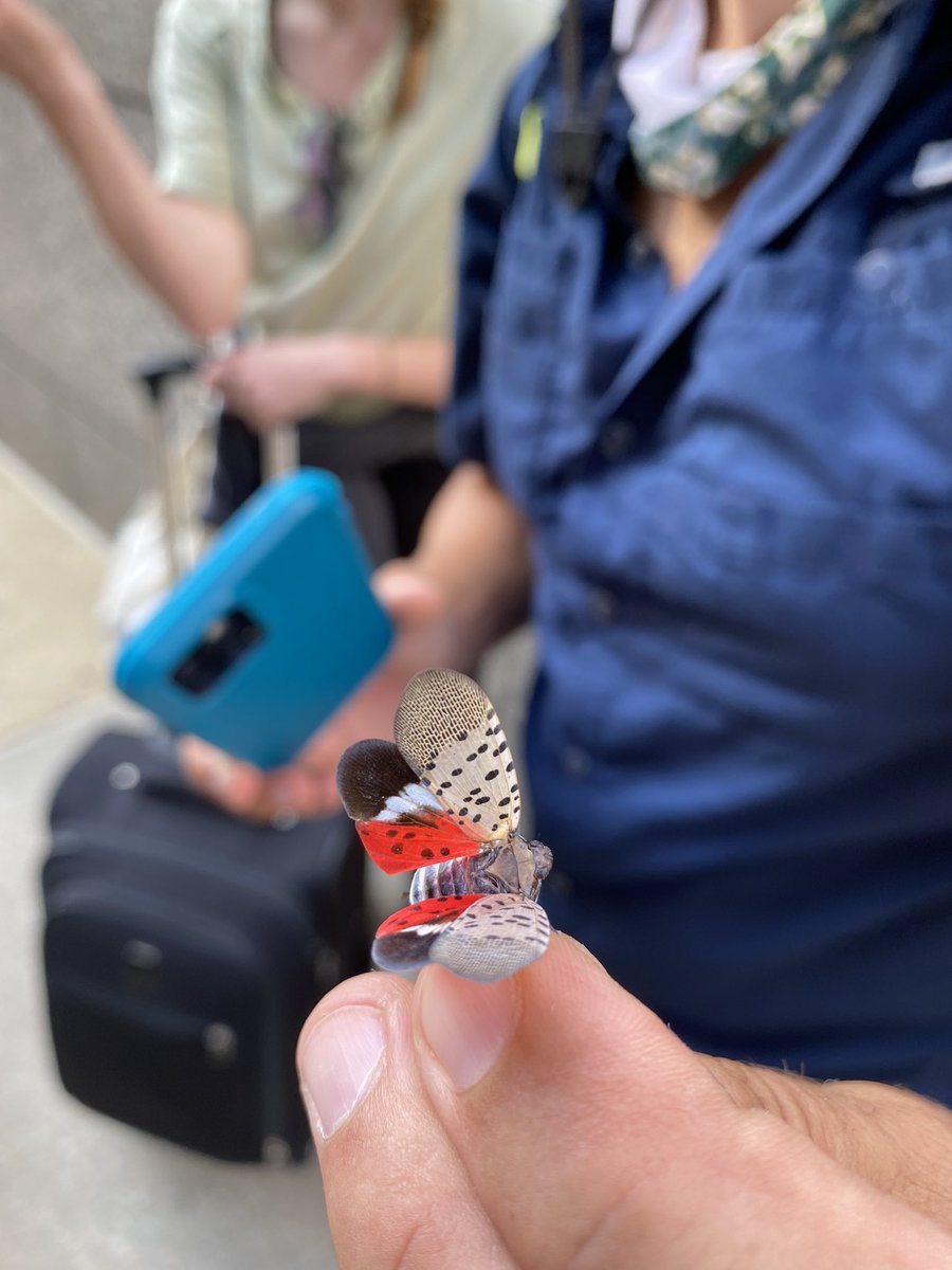 MSBugBlues's tweet photo. Bug Blues arrived in Philadelphia (PA) yesterday and we were greeted by these “friends”. Who in Mississippi recognizes these bad bugs?? We will have daily features on this species in the next few days! 

#MSBugBlues #InvasiveSpecies #Everywhere https://t.co/b3UKYx8R8P