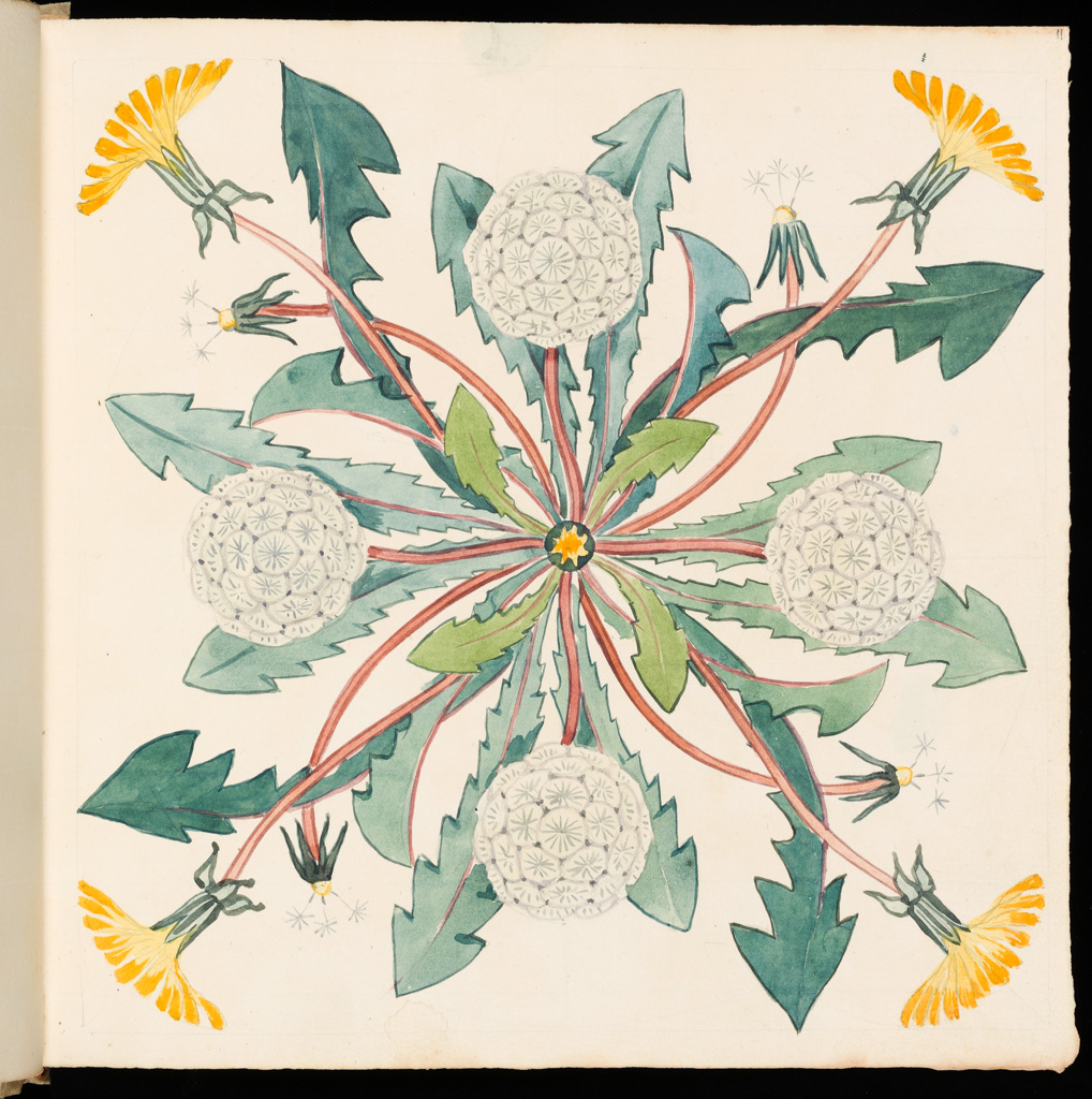 Clarence's favourite flower, the humble Dandelion. Vellum-bound album by Clarence Bicknell in the Fitzwilliam Museum, Cambridge . bit.ly/37iy8AU