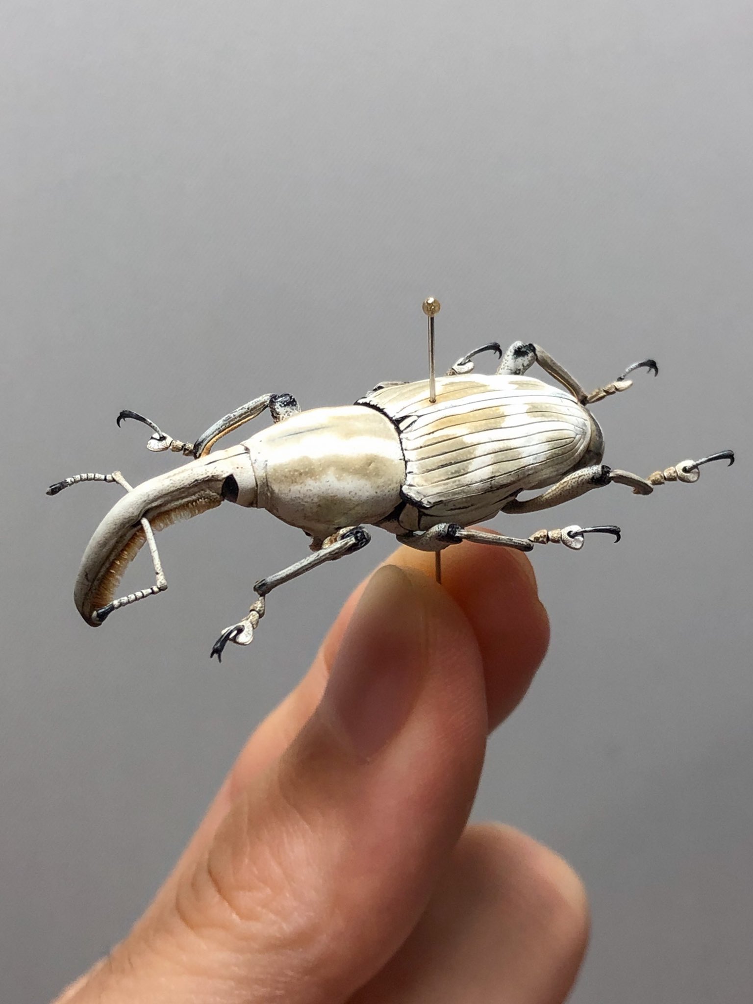 アンゴラ産　オオタマゾウムシ　21mm オオタコゾウムシ