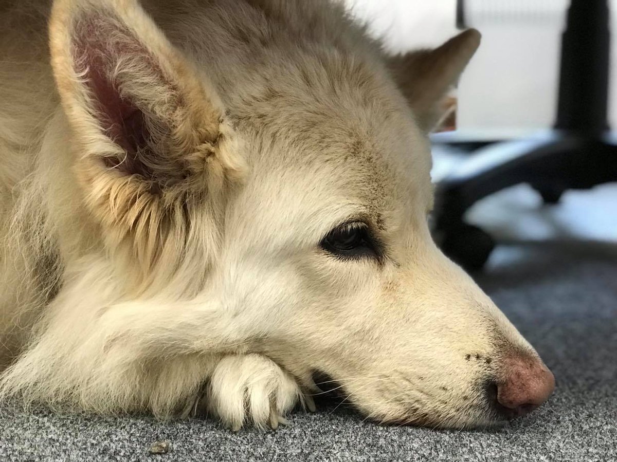 We've got some extra assistance in the WBF office today. Say hello to Bear. He wants to make sure you've checked our 'pawgramme'. Employee of the month. 14/10. 

bit.ly/wbfprogramme
