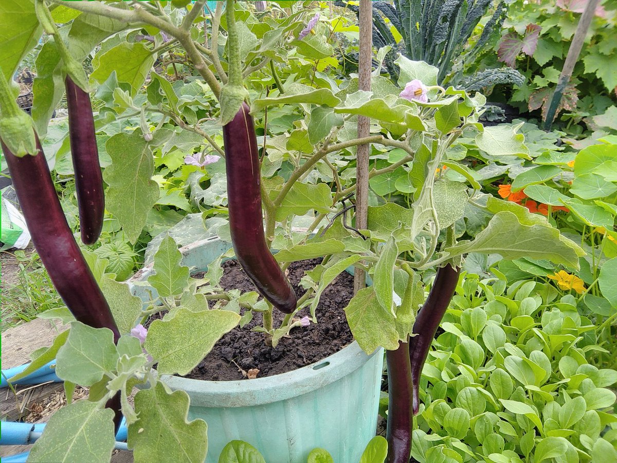 First time growing aubergine, hit or miss?#growwithgyo
