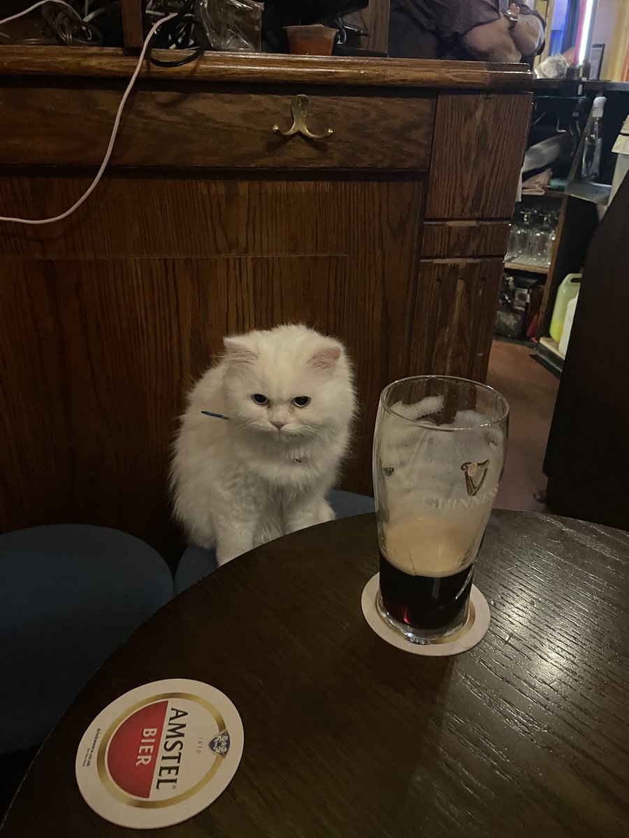 Lads, can we all just take a second to look at the cat that was sat in the pub last night?