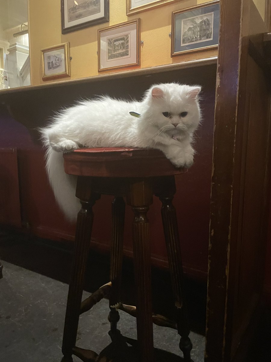 cryptoferganiq0's tweet photo. Lads, can we all just take a second to look at the cat that was sat in the pub last night? https://t.co/QF4TH4KFBD
