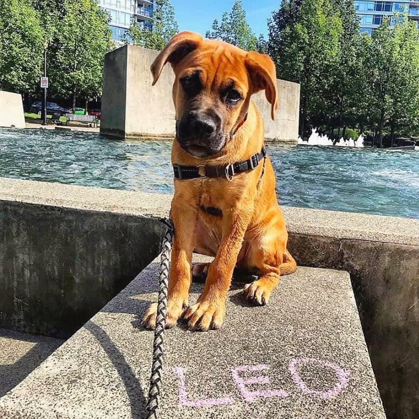 Rhys604's tweet photo. I hope this throwback picture of my Leo sends a little smile to your face! 😃

#ThrowbackThursday #TBT #puppies #dogs #CaneCorsoMix #RottweilerMix #GentleGiant #PuppiesOfTwitter #Smile https://t.co/4zt3Y0L1bZ