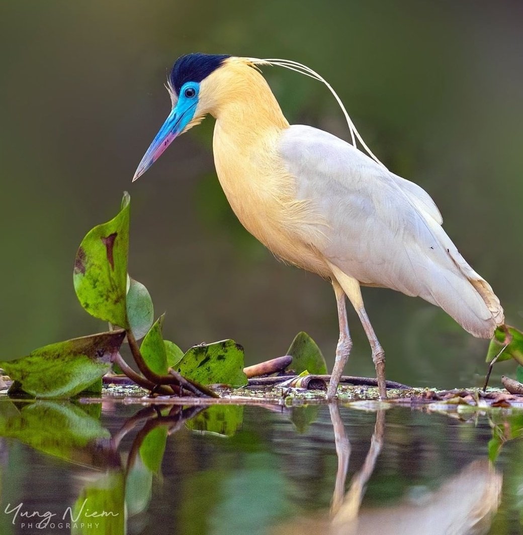 Beautiful 🥰😍💕
#bird #nature #birds

📸niemyungphotography/IG https://t.co/4jCjDePFOq