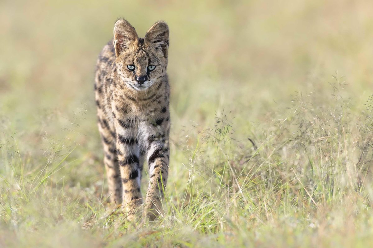 Servals are not often seen due to their camouflage abilities. 

They are highly capable hunters with the longest legs and largest ears for their body size of any cat. They can even jump up to ten feet. 

This beauty was spotted in Kenya <a href="/governorscamps/">Governors' Camp Collection</a>
