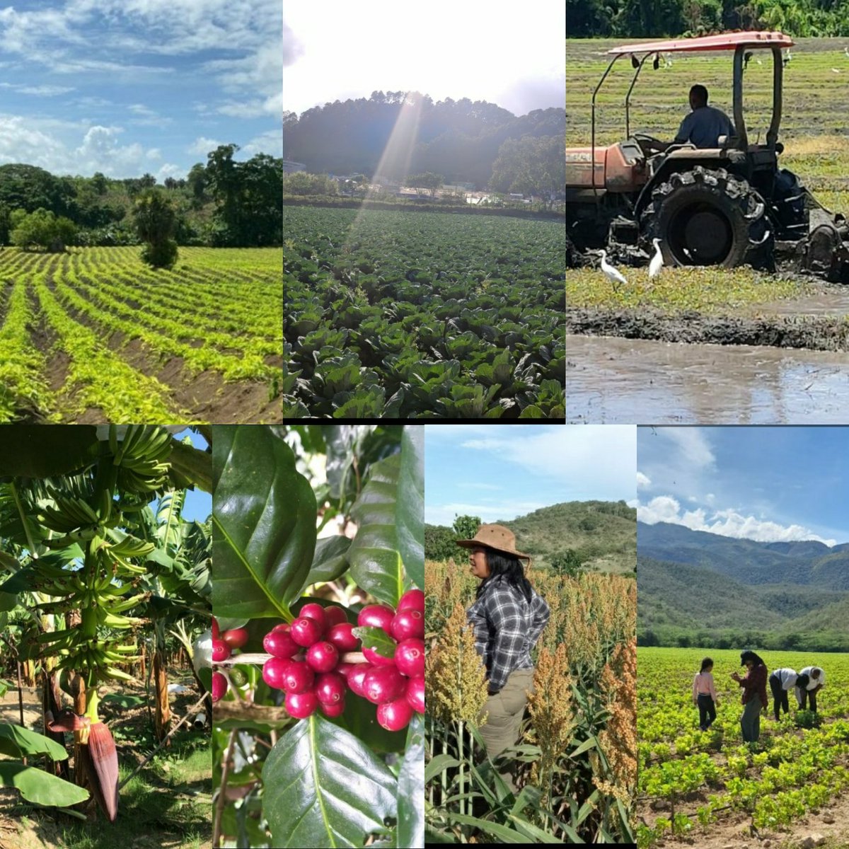 SomerRemos's tweet photo. 9Sept. Día Mundial de la Agricultura, con productores(as) están ante al reto de crear #SistemasAlimentarios sostenibles, resilientes e inclusivos.
@worldfoodprogramme @fao
@IFADnews
#unfoodsystemssummit2021 
@agriculturard @agroempresard
@confenagro @MinpreRD #CONASSAN https://t.co/j9sQrY1rpR