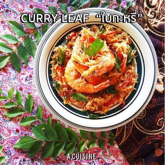 teetatfarm's tweet image. For Sale...!! Fresh Curry Leaf ...Cost 250 ฿/g.
#CurryTree #CurryLeafTree #ต้นใบกระหรี่ #ต้นหอมแขก 
Online Shopping Click Here :  s.lazada.co.th/s.45WZj  ..