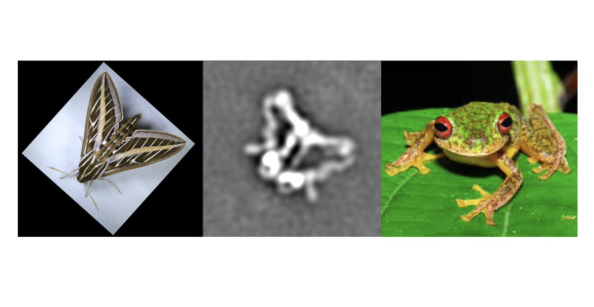 What do your 2D classes look like? Happy Thursday😁 #CryoEM