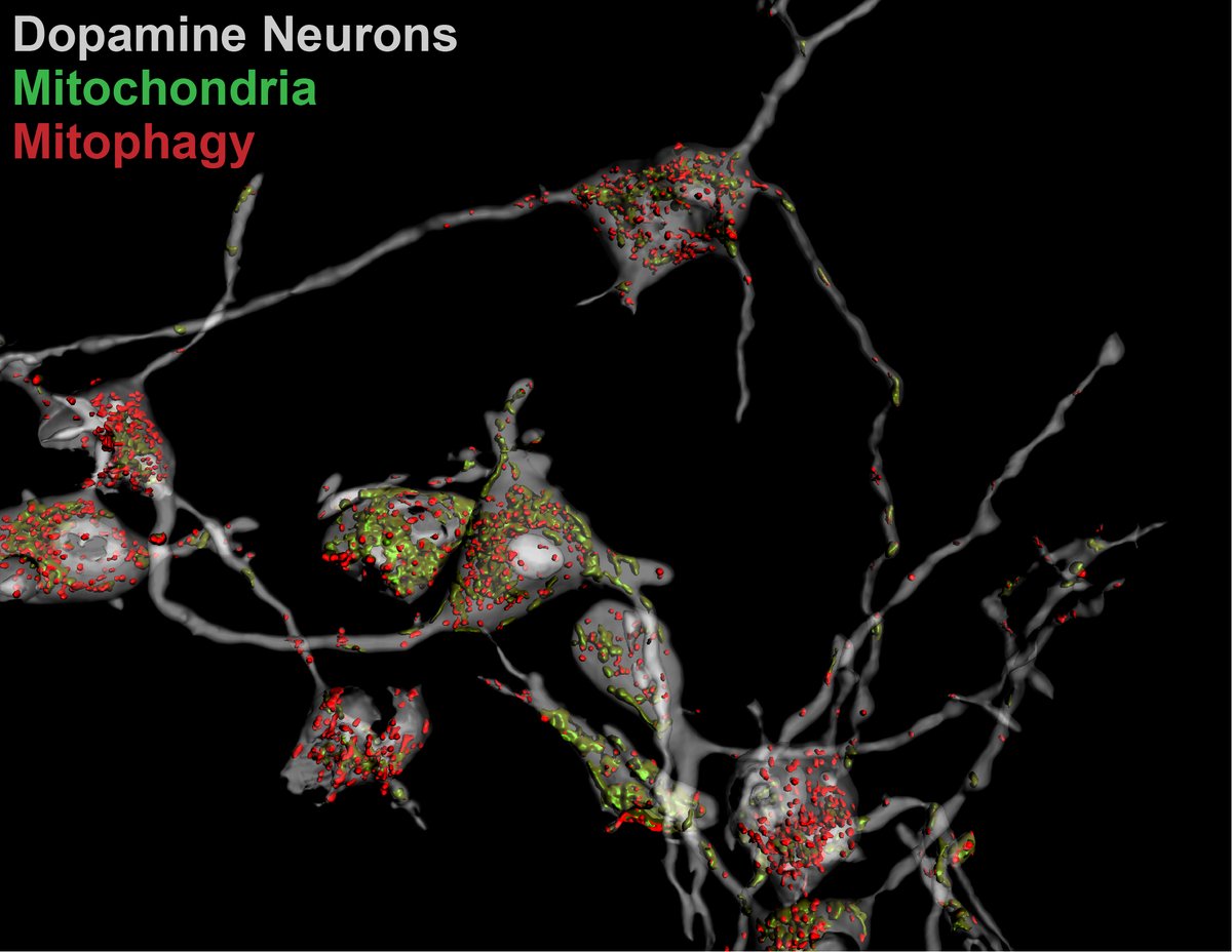 LabGanley's tweet image. We are hiring a postdoc! A unique and exciting autophagy collaboration between @LabGanley and @SamsaraTx to uncover new biology in an academic setting and gain valuable interactions with industry and drug discovery:
tinyurl.com/auto-postdoc