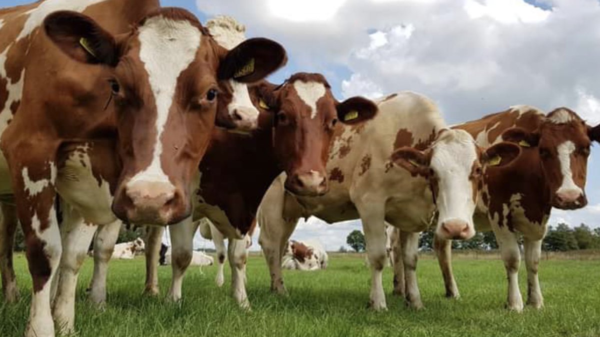 Boeren, burgers en buitenlui! 

Fysieke dialoogavond Toekomstgerichte Landbouw op 16 september om 20 uur.
Waar: Mts. Echten, Noorderkanaalweg 9, Koekange.

De gemeenteraad van De Wolden vraagt nadrukkelijk om uw inbreng en mening!

Aanmelden via: griffier@dewolden.nl <a href="/gbdewolden/">Gemeentebelangen De Wolden</a>