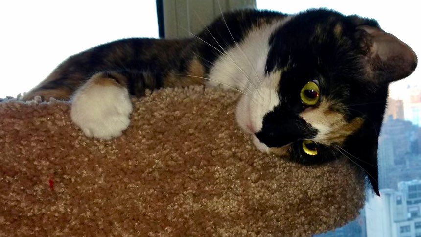 CallieC96227271's tweet photo. #Tbt to sunrise zoomies ☀️ (and belated apologies to our downstairs neighbors!) Happy Thursday everyone 🐾😻❤️
#BigEyes #EarlyWakeUpCall #cat #CatsOfTwitter #CalicoCrew https://t.co/nBjYoA5C7R