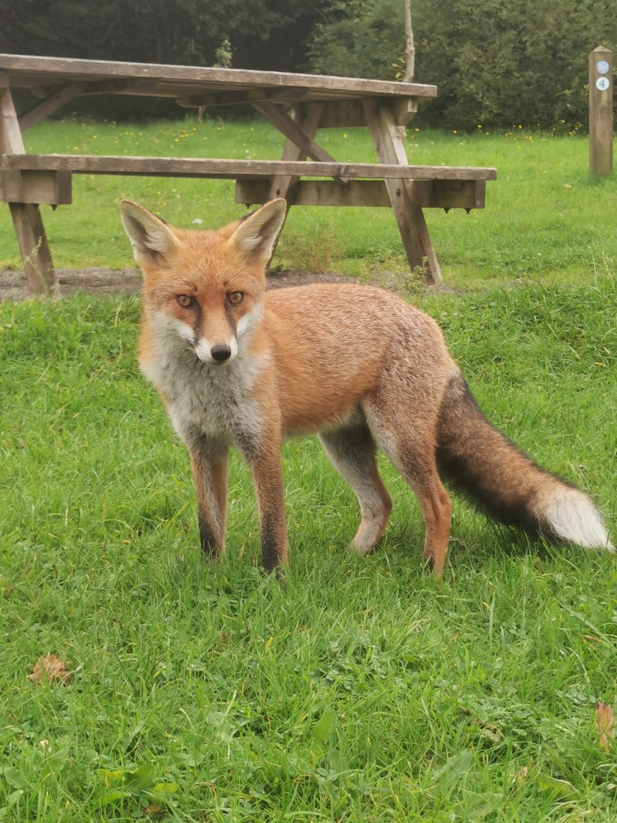 ianwrightcfc's tweet image. Little bit of nature on culky mountain not very often they come this close.