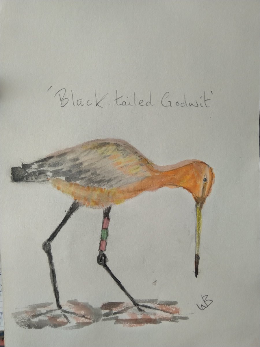 OareMarshes's tweet photo. Don't laugh☺️...but been trying my hand at painting, using a cheap watercolour palette.
Early days....this took 30mins from a rough sketch.
#Blackwit.☺️ https://t.co/Q9ub9Zn2Q9