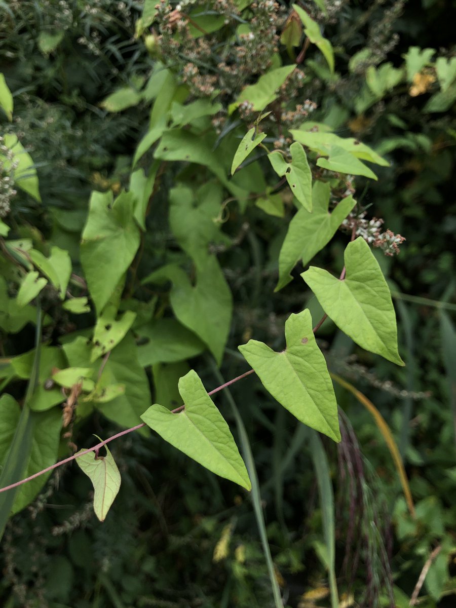 thelensofleo's tweet image. The heart of nature 💚