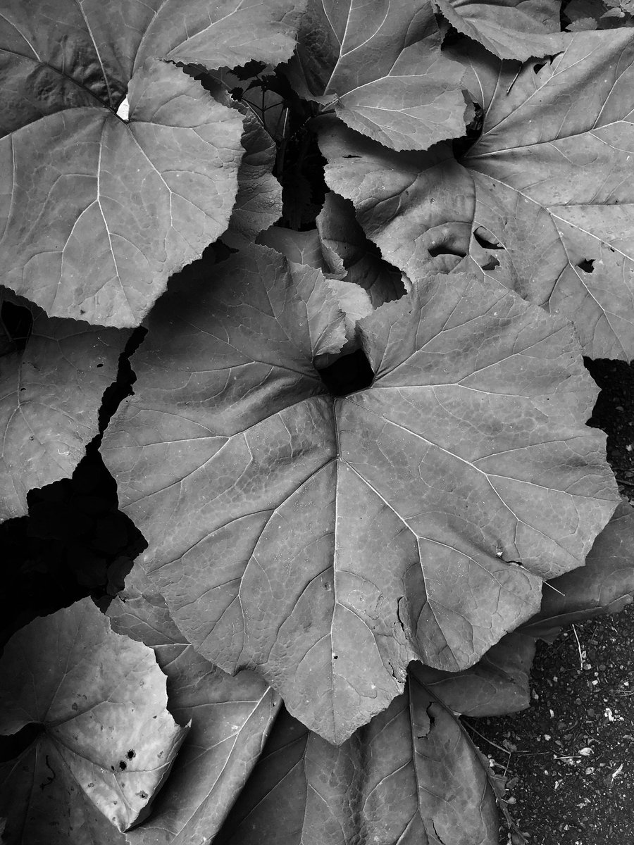 thelensofleo's tweet image. The heart of nature 💚