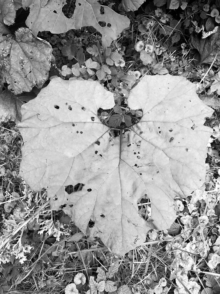 thelensofleo's tweet image. The heart of nature 💚