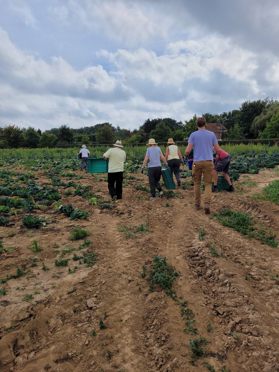 CharmaineGlean's tweet photo. ...and now we have moved onto our next rescue misson for today in a cabbage field! Journalist @olifranklin is still with us! 
#foodwasteweek
@kentgleaners
#foodwasteheroes https://t.co/fjOwiHyZ9e