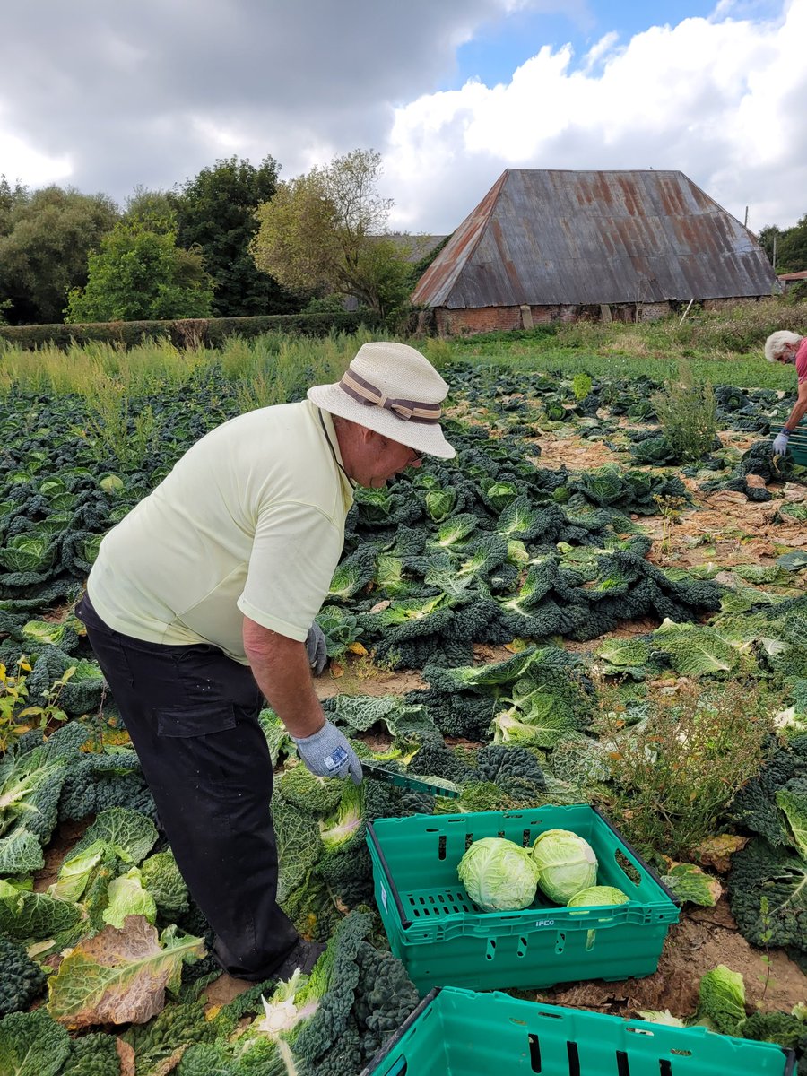 CharmaineGlean's tweet photo. ...and now we have moved onto our next rescue misson for today in a cabbage field! Journalist @olifranklin is still with us! 
#foodwasteweek
@kentgleaners
#foodwasteheroes https://t.co/fjOwiHyZ9e