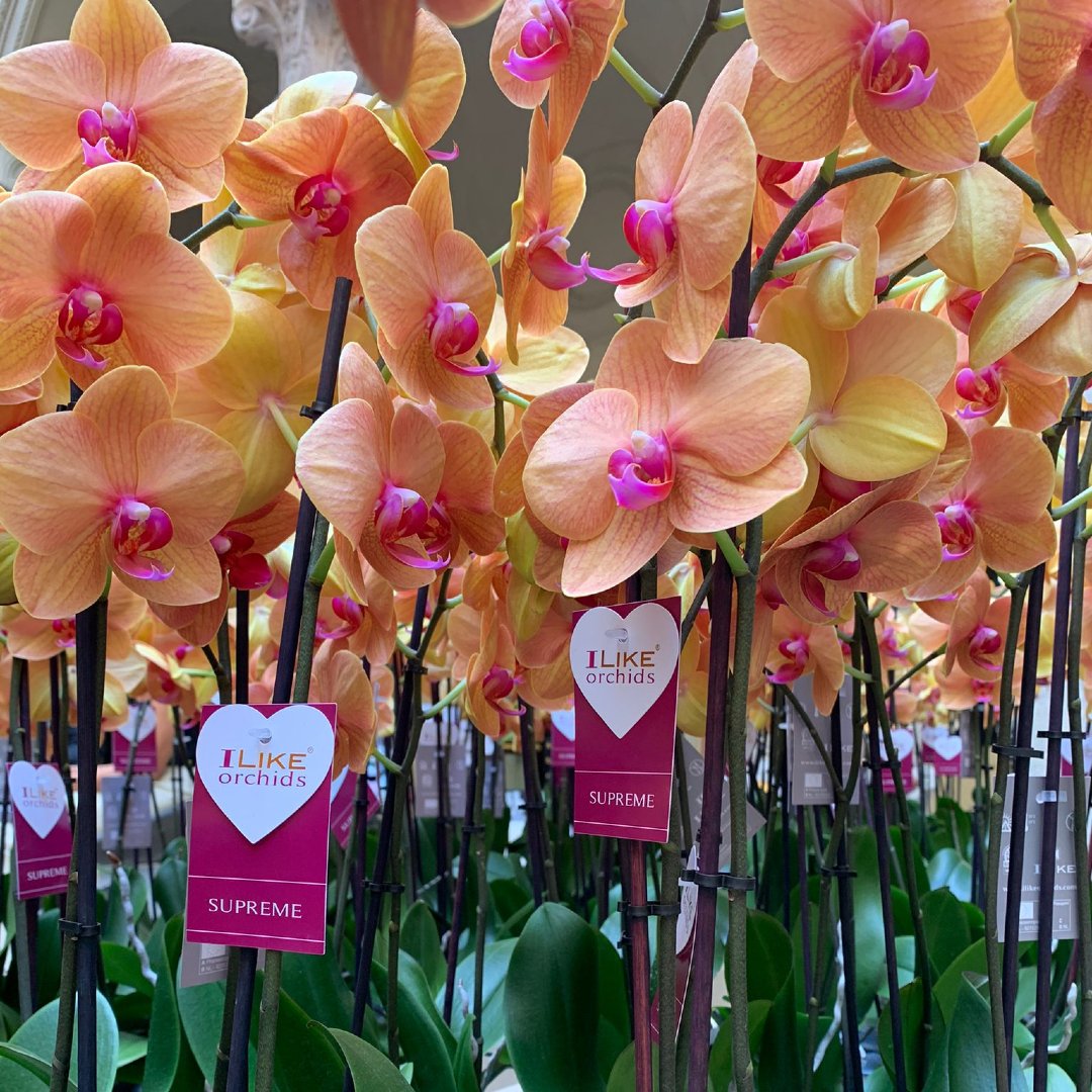 Levoplant tweet media