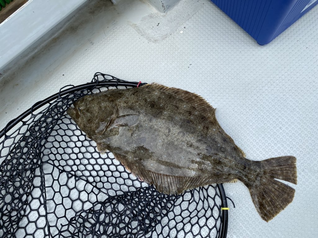 gustokoasul's tweet photo. 初の八里ヶ瀬釣行　見島沖
5:00〜16:30
船は出たが思ったより時化た為、体力勝負。
水深50〜90mの岩礁帯が淡々と続くポイント。
こんなん、もうウハウハ。
魚種多彩、ヒラメ、甘鯛、マハタは嬉しかった！
全体的にタイラバに何故か青物が良く食って来るというコンディションでした。
良き経験！最高！ https://t.co/AYOewZcD0O